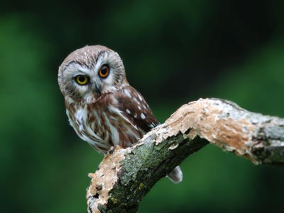 Lájkolnátok az oldalt alul??