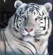 Fehértigris
