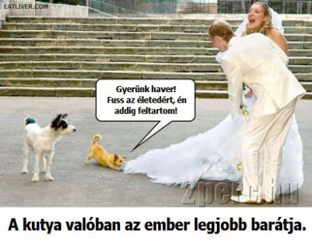 A kutya, az ember legjobb barátja