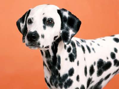 DAlmata