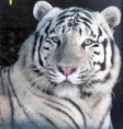 /album/kisallatok/fehertigris-jpg/