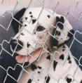 /album/kisallatok/kutya-jpg/